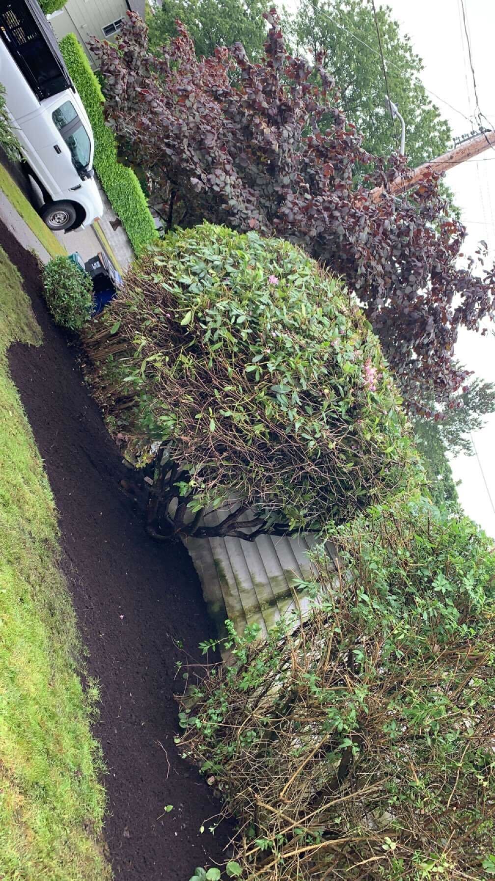 Tree/Bush Trimming